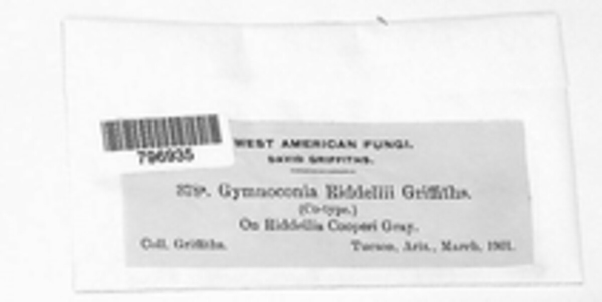Gymnoconia riddelliae image